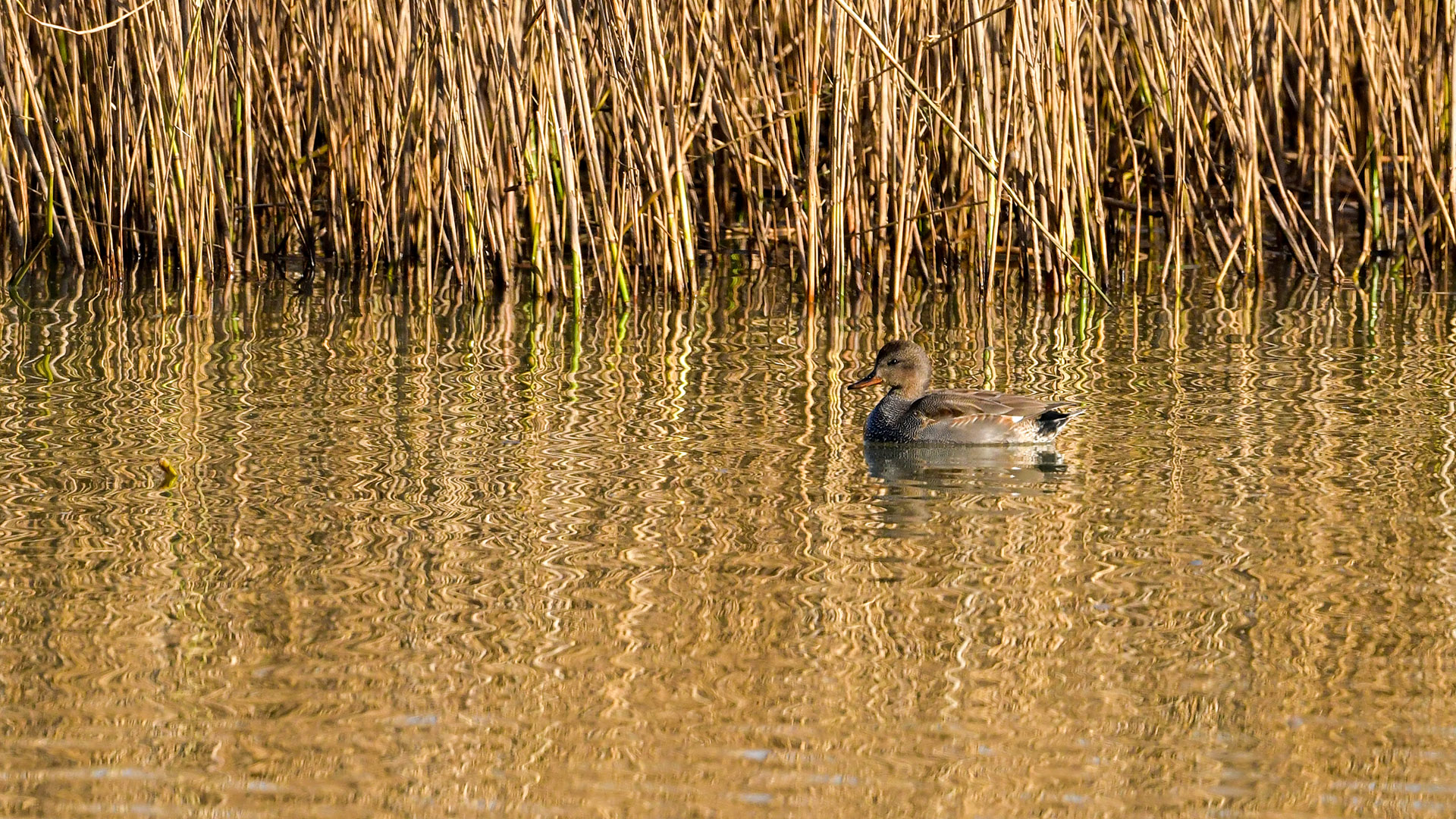 Gadwall — Ana fotoğraf